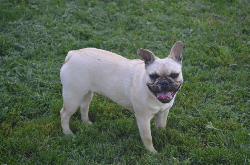 Publication : Sweeties Doggies Auteur : SWEETIES DOGGIES