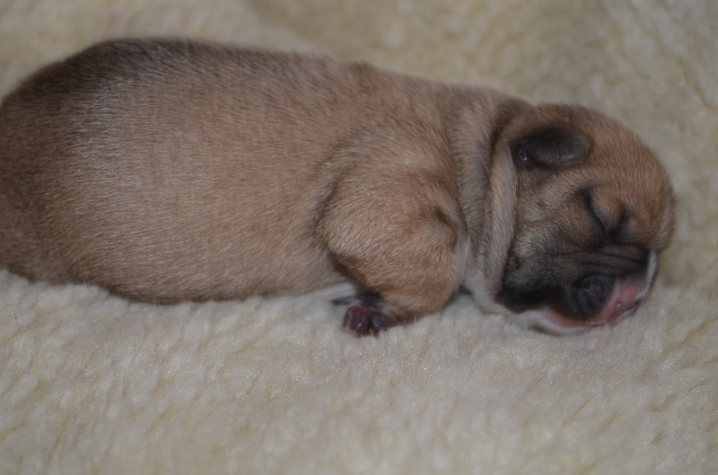 Publication : Sweeties Doggies Auteur : SWEETIES DOGGIES