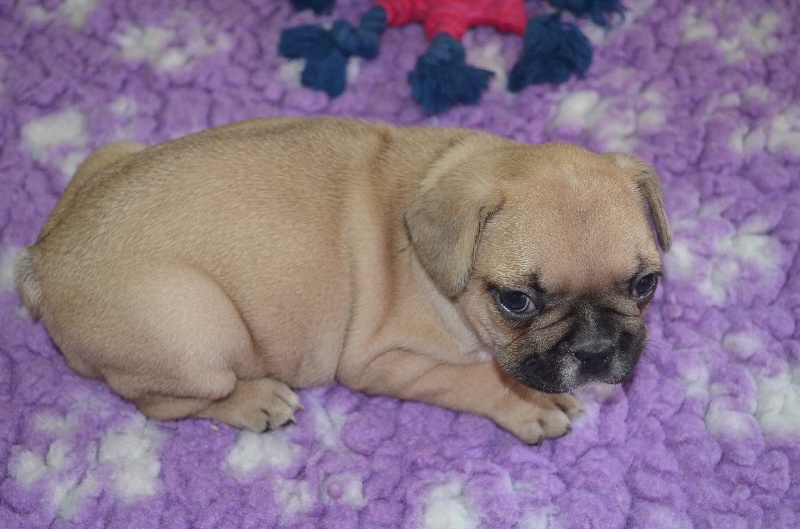 Publication : Sweeties Doggies Auteur : SWEETIES DOGGIES