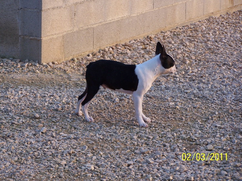 Publication : de Cat'Pat Auteur : sweeties doggies