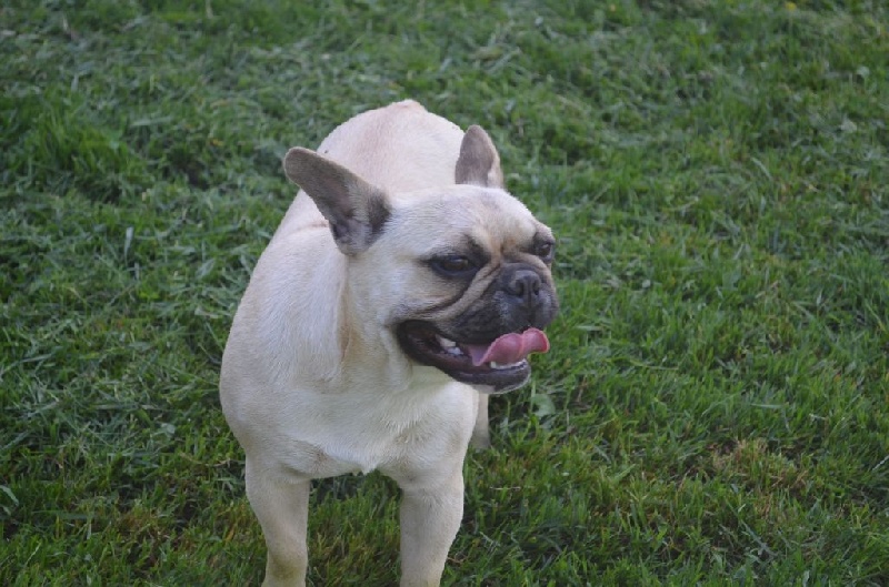 Publication : Sweeties Doggies Auteur : SWEETIES DOGGIES