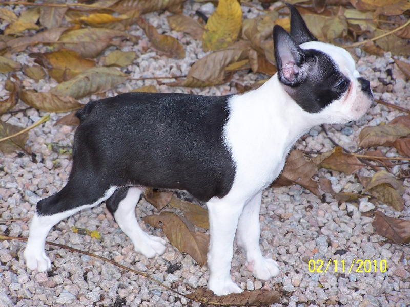 Publication : de Cat'Pat Auteur : sweeties doggies