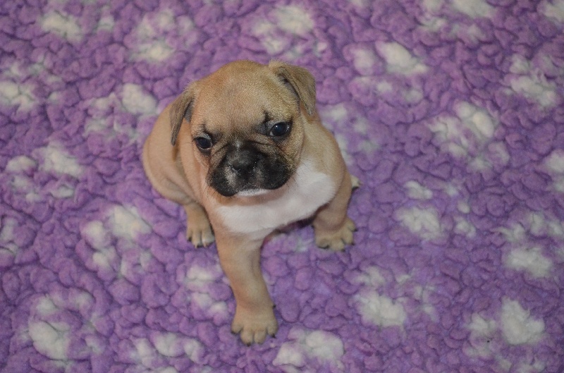 Publication : Sweeties Doggies Auteur : SWEETIES DOGGIES