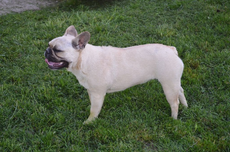 Publication : Sweeties Doggies Auteur : SWEETIES DOGGIES