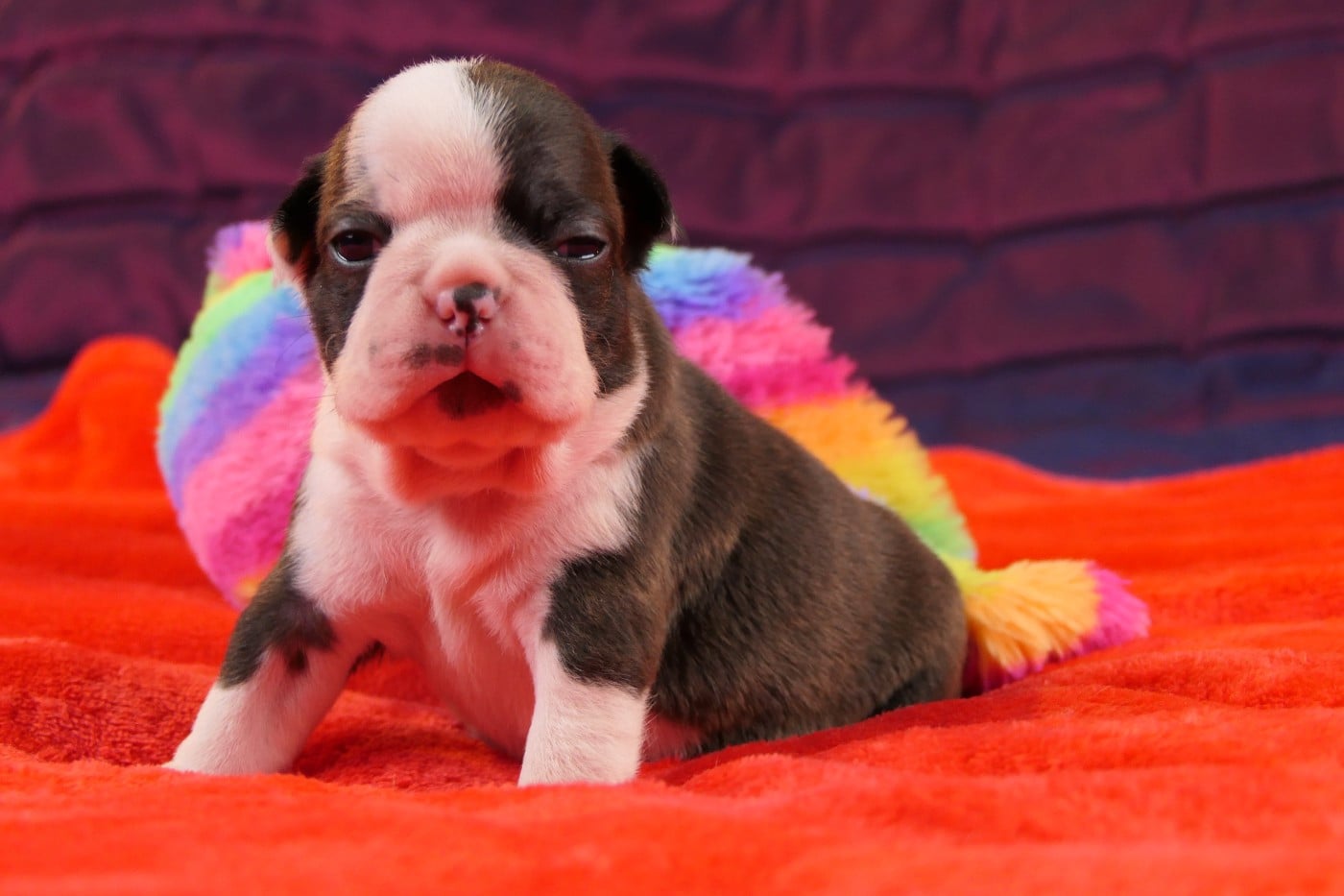 Boston Terrier - Sweeties Doggies