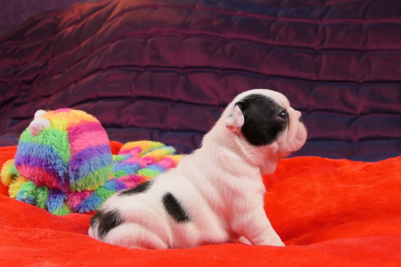 CHIOT 2