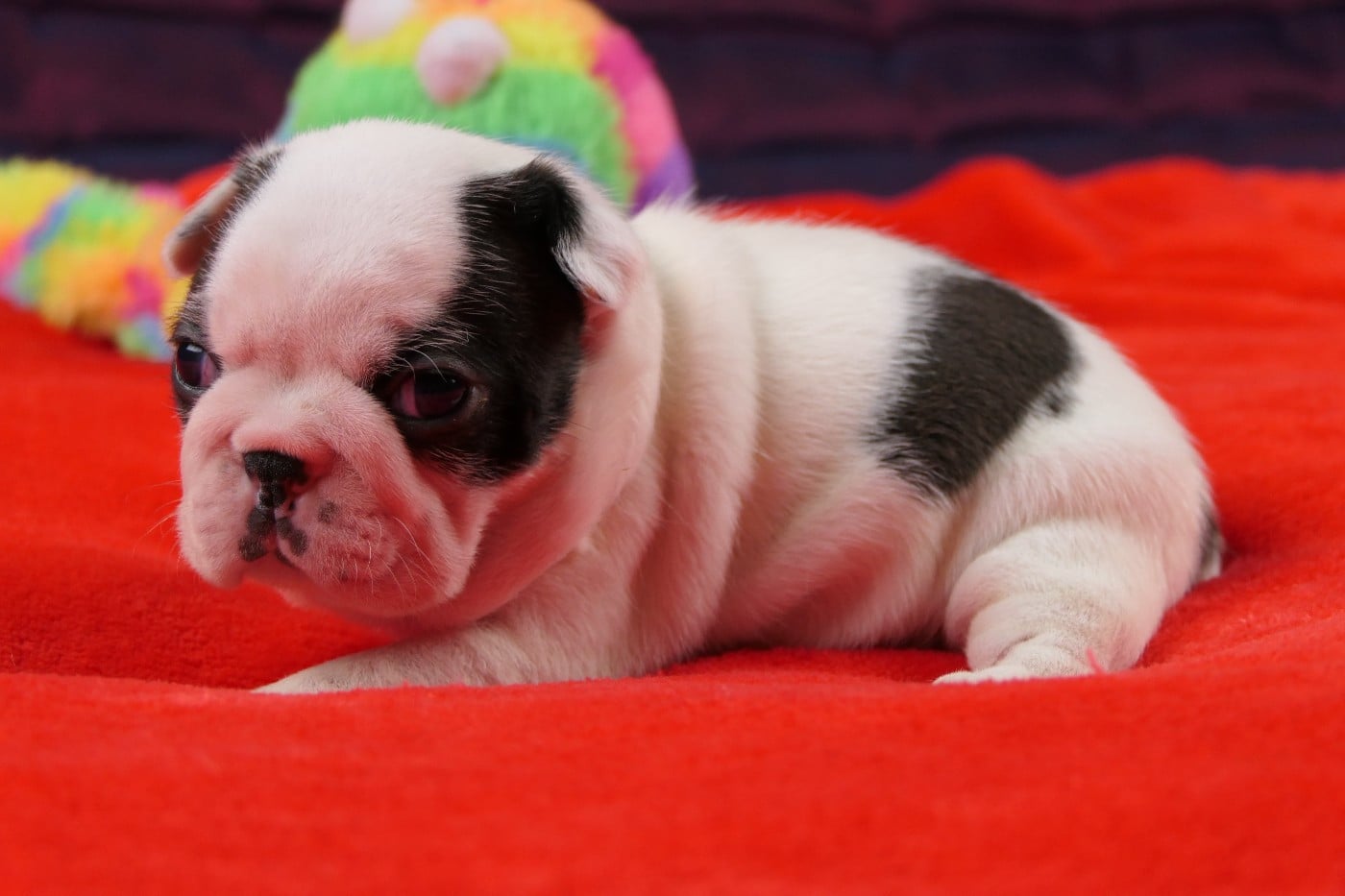 CHIOT 2