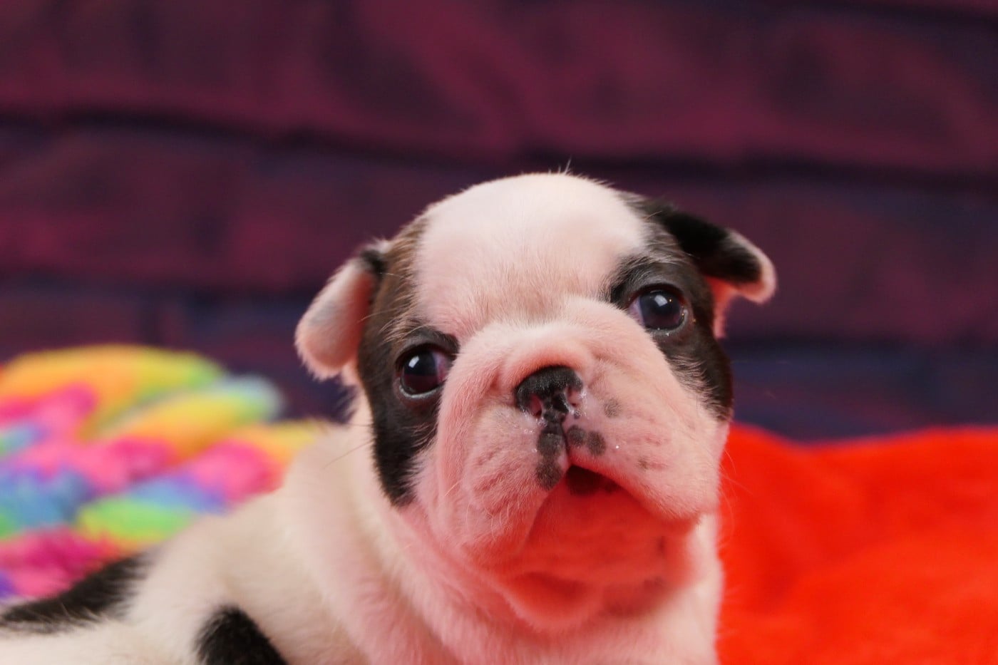 CHIOT 2
