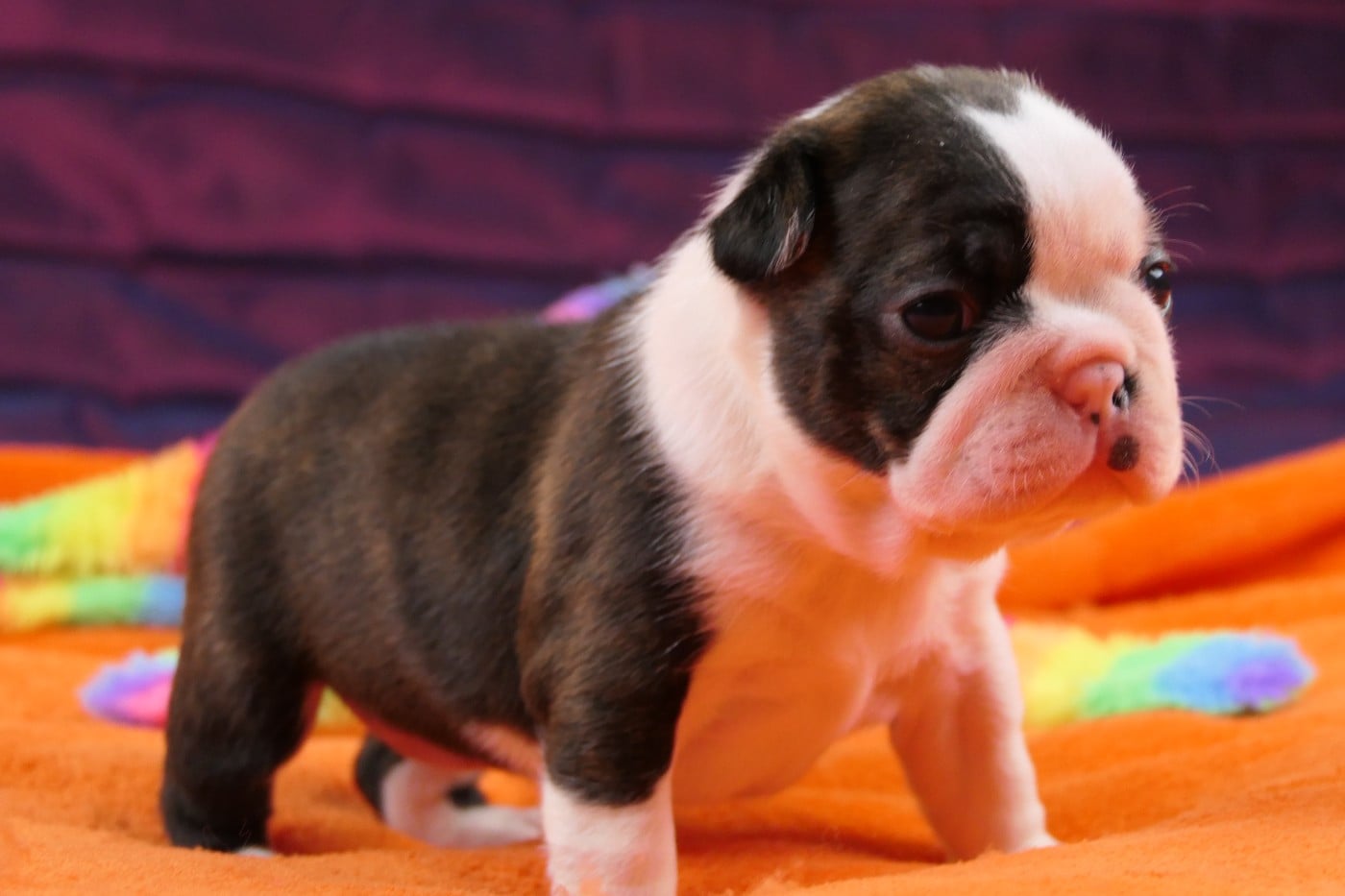 CHIOT 3