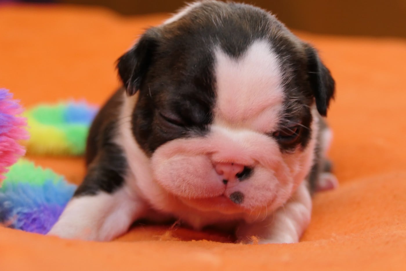 CHIOT 3
