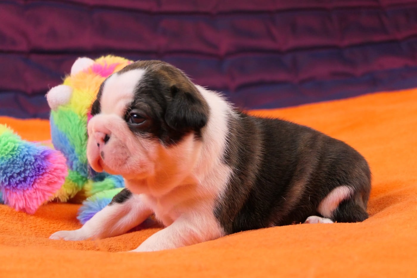 CHIOT 3