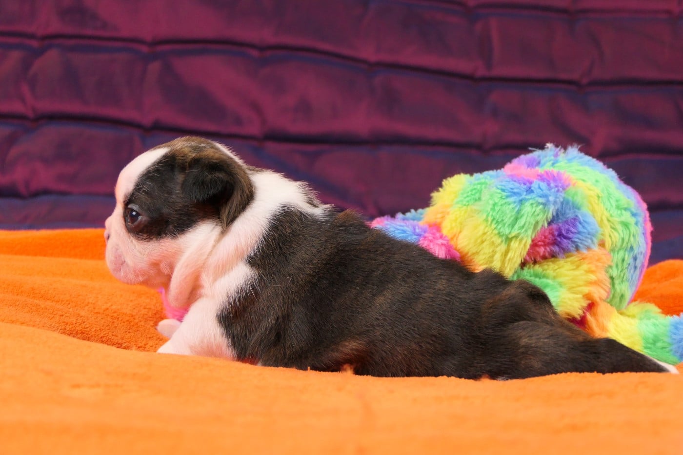 CHIOT 3