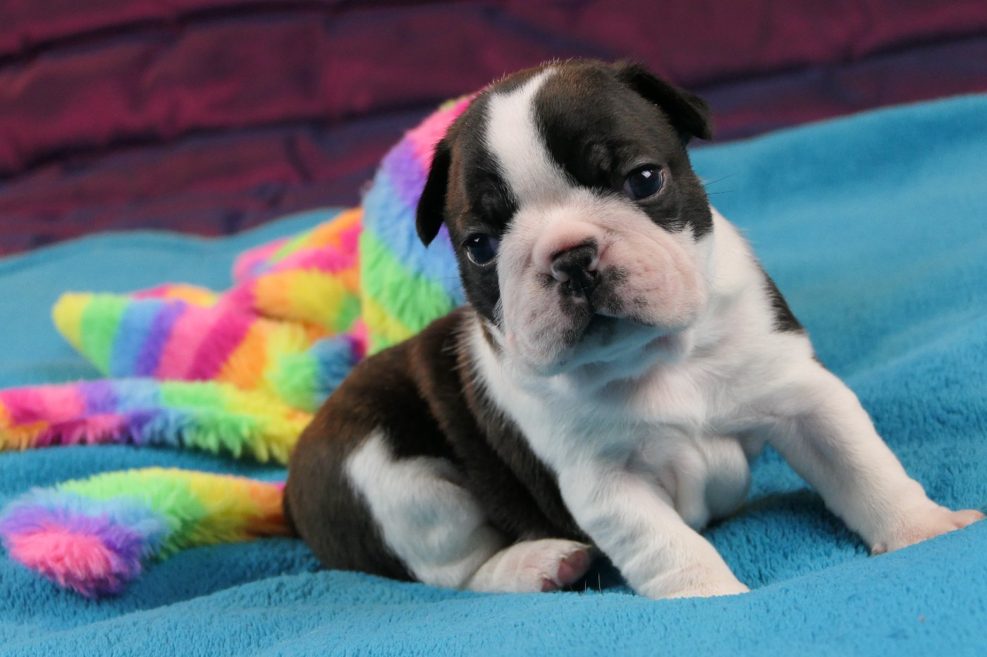 CHIOT 4