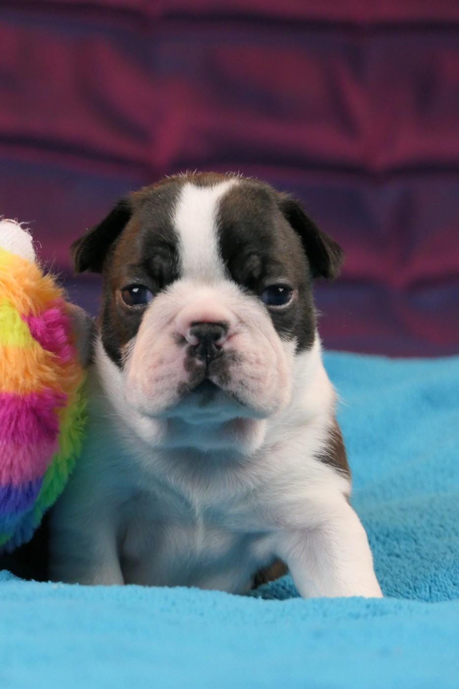 CHIOT 4