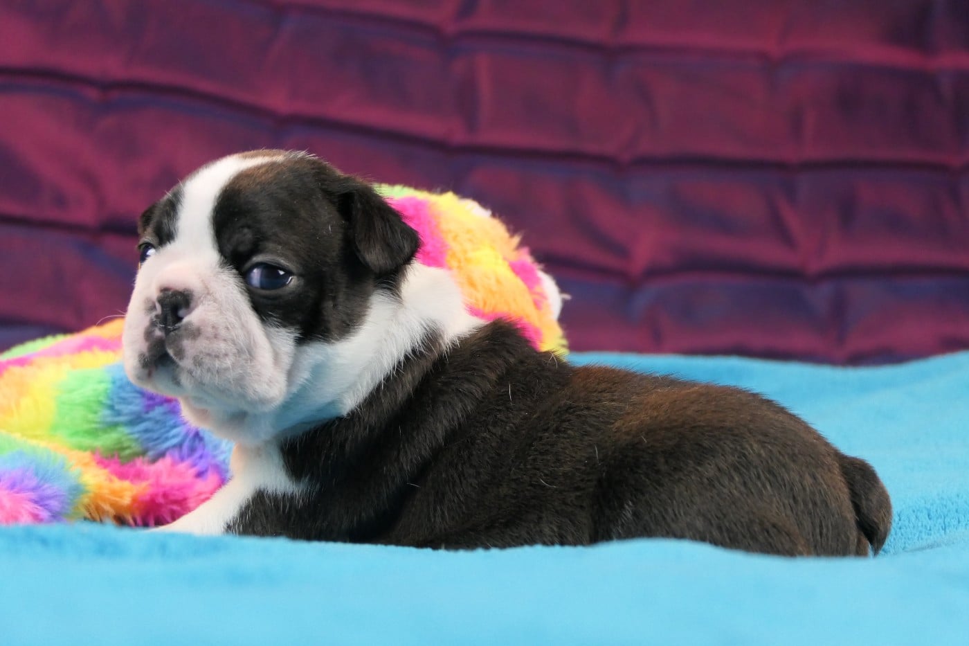 CHIOT 4