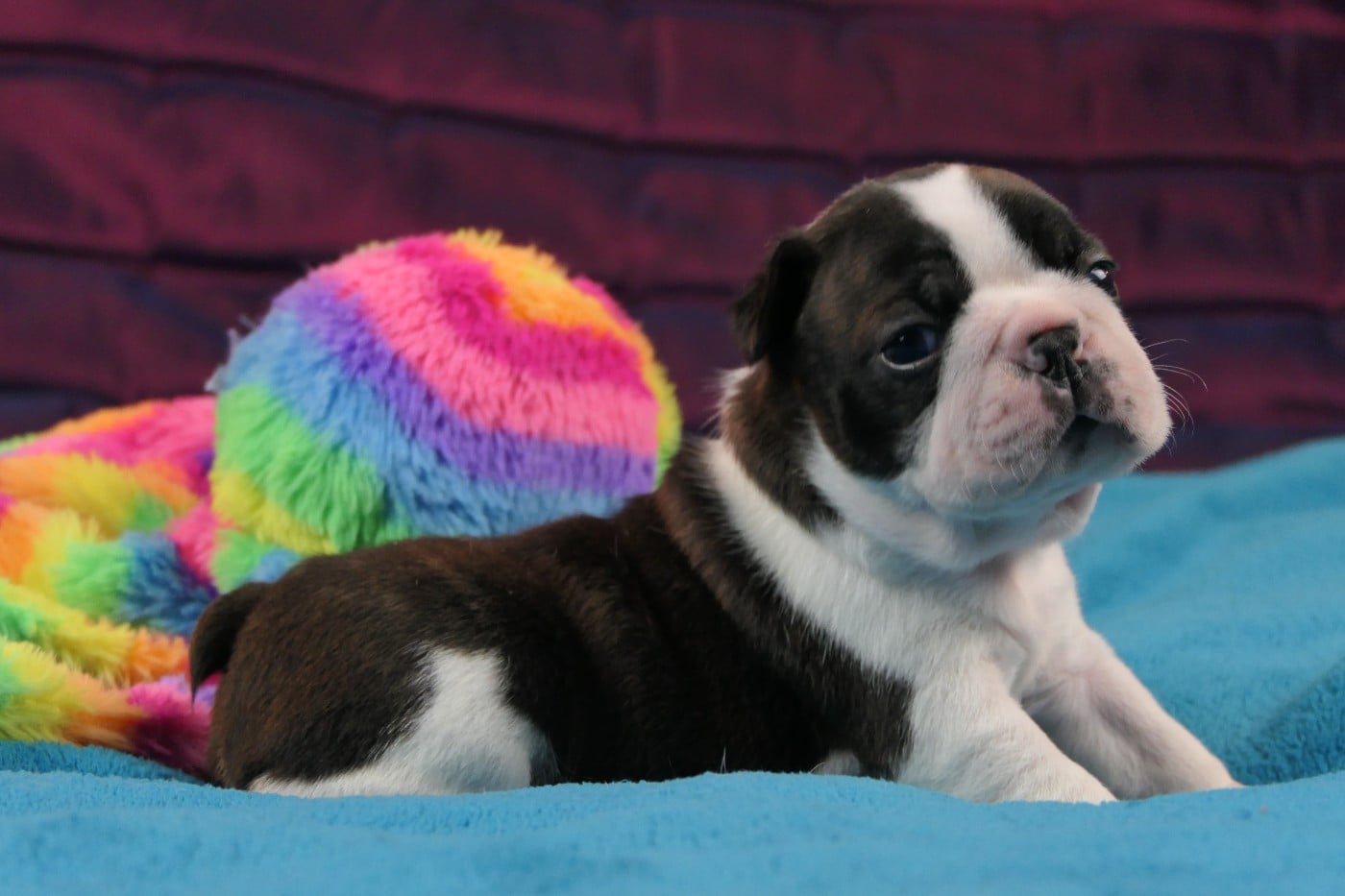 CHIOT 4