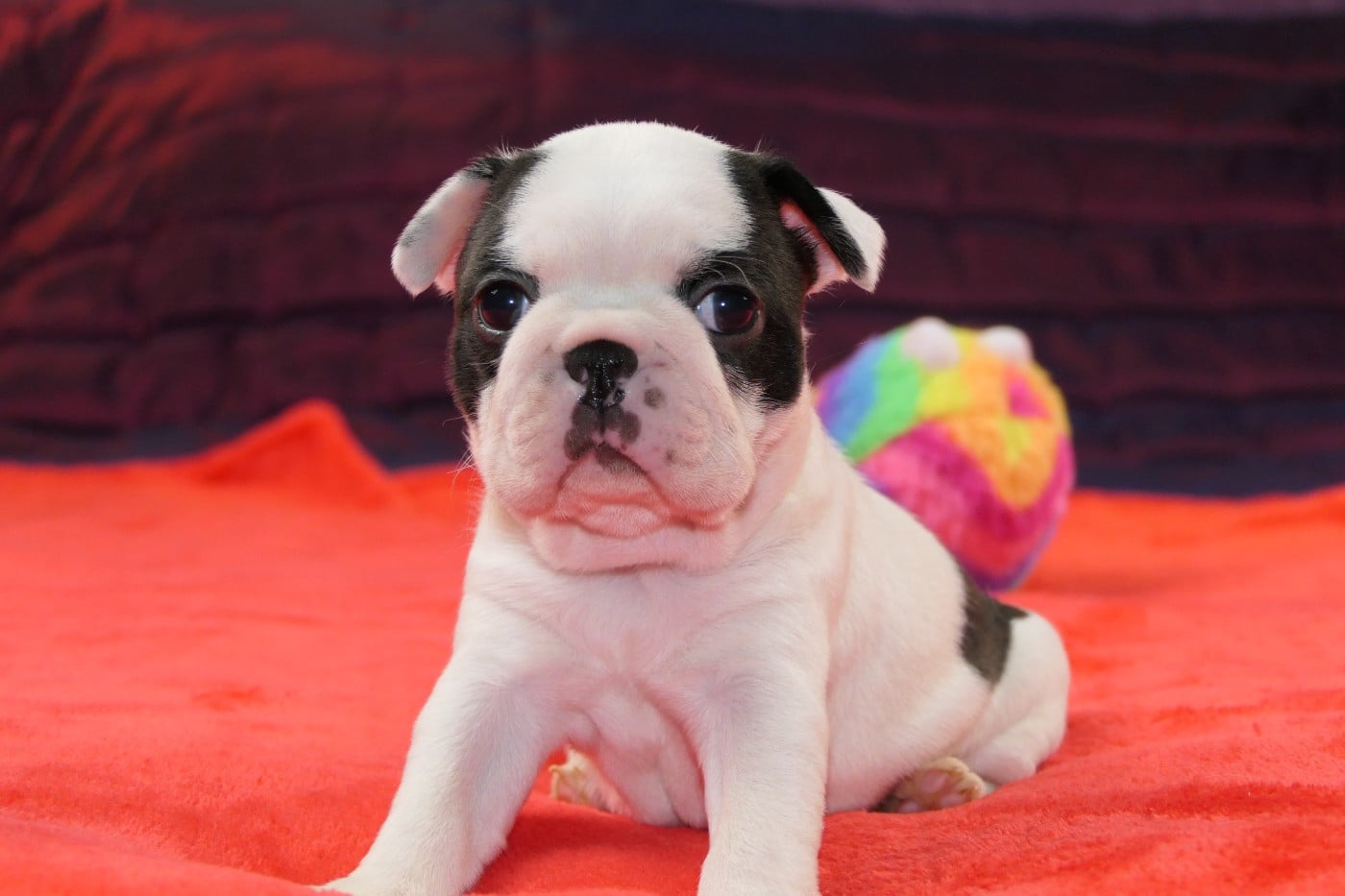 CHIOT 2