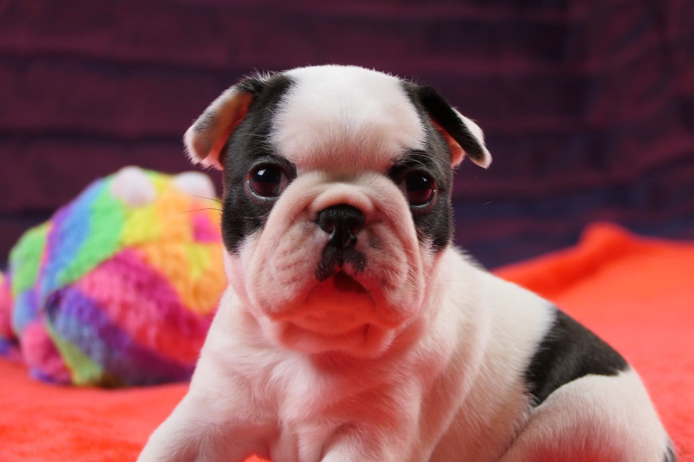 CHIOT 2