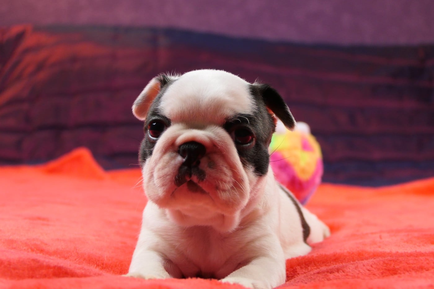CHIOT 2