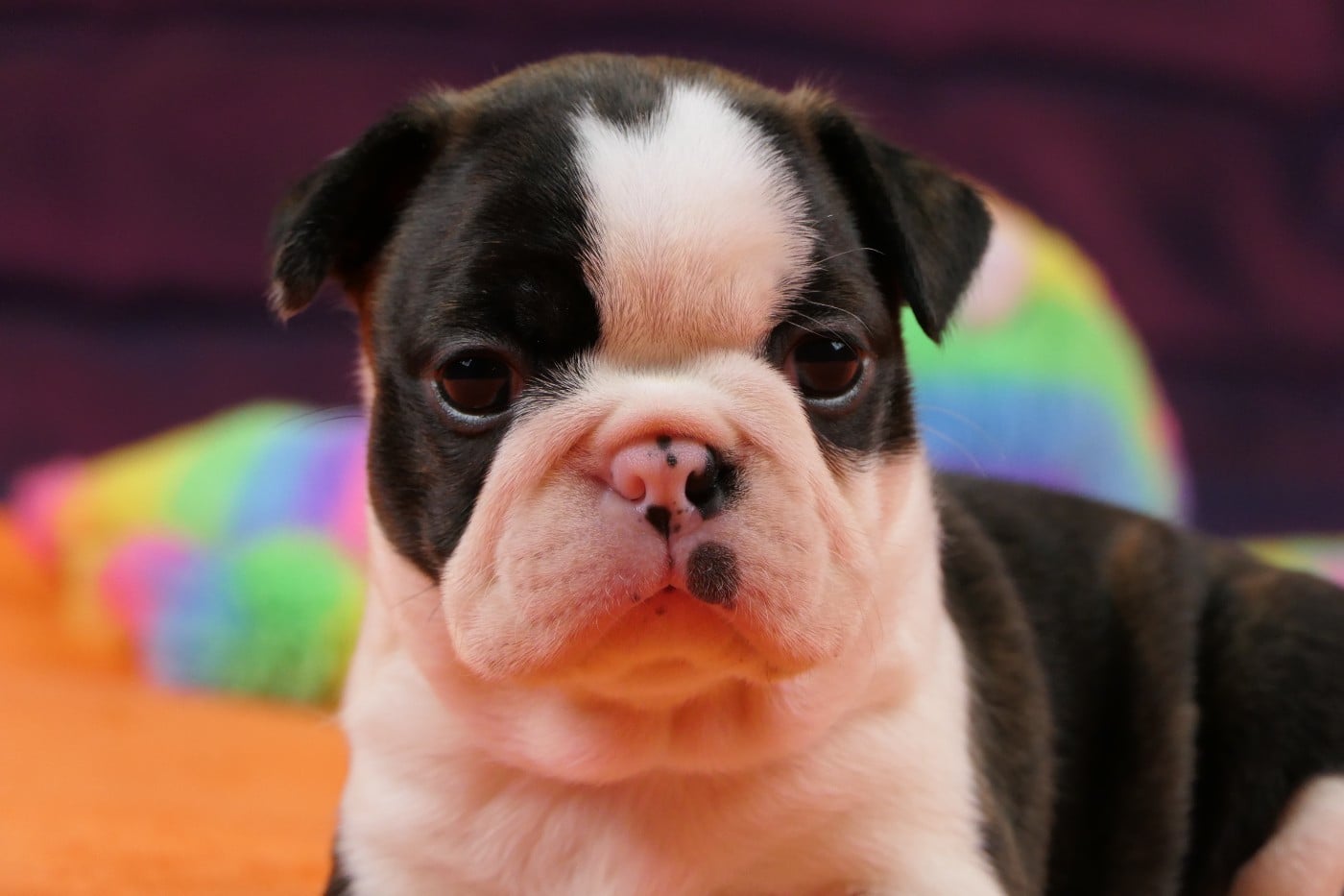 CHIOT 3