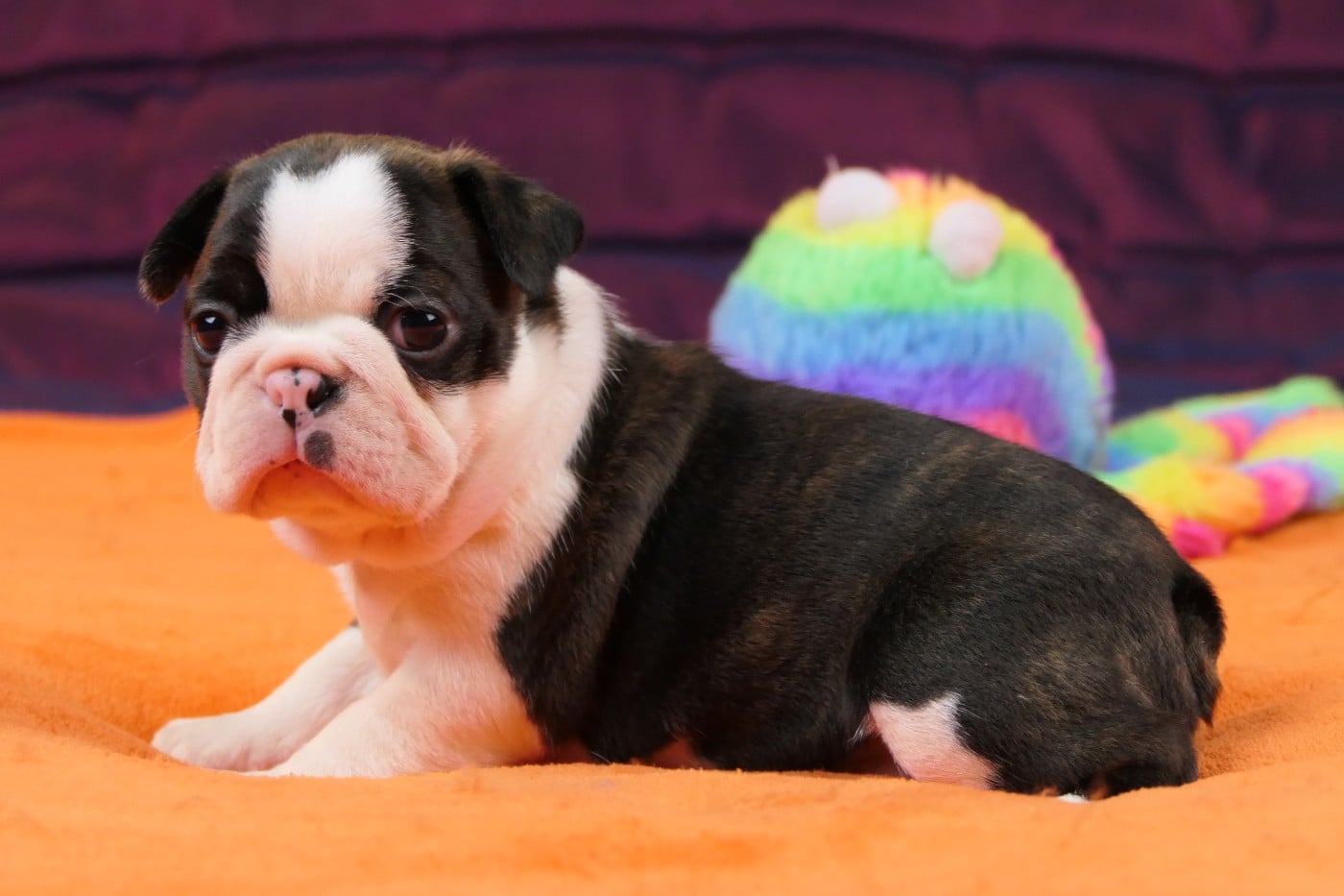 CHIOT 3