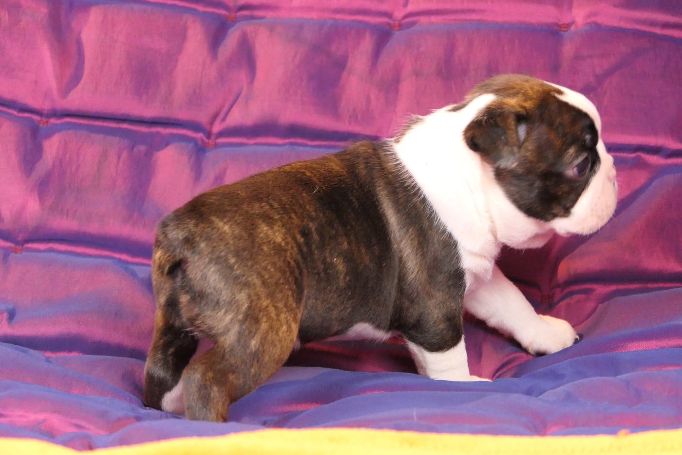 CHIOT 3