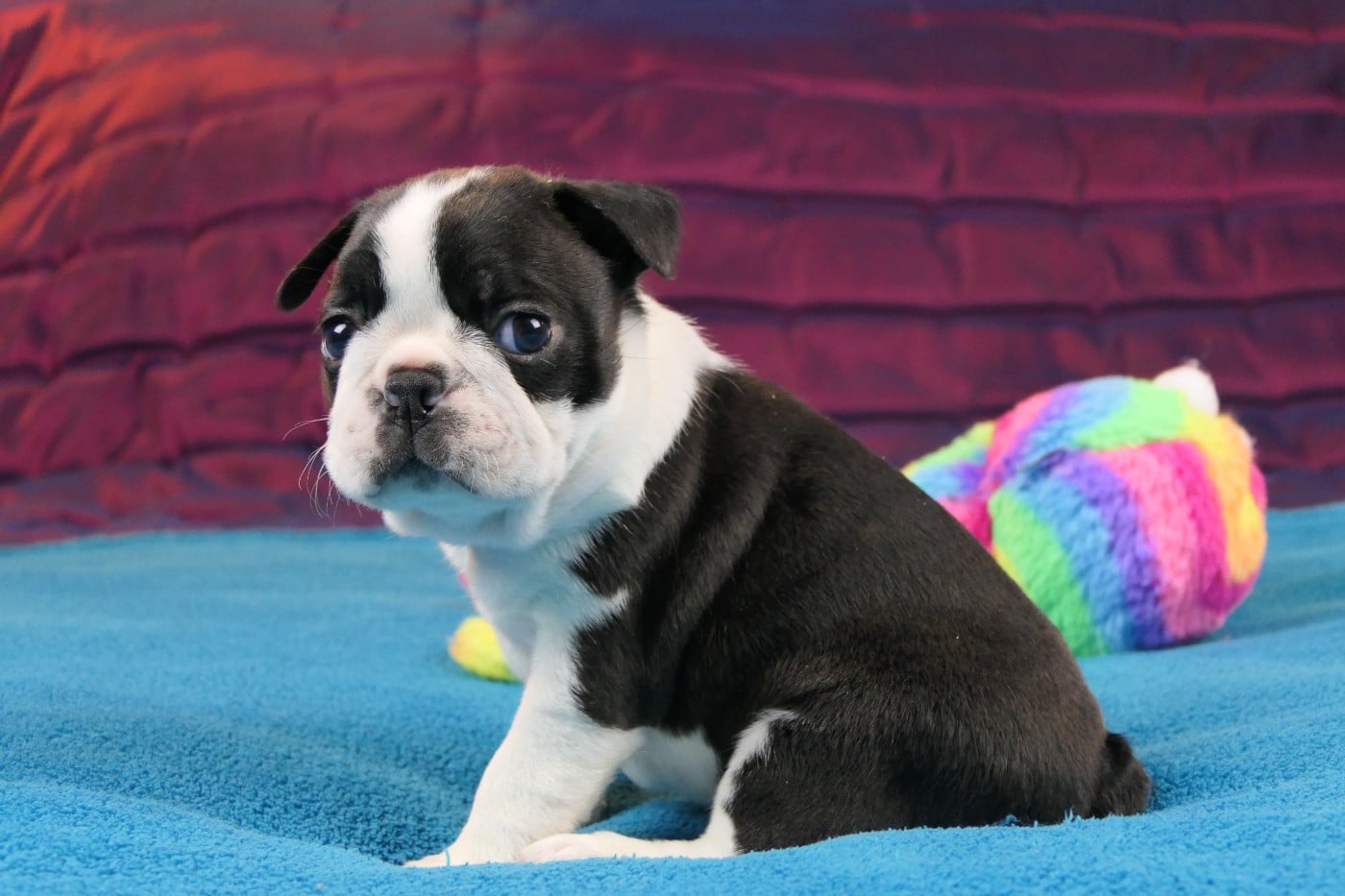 CHIOT 4