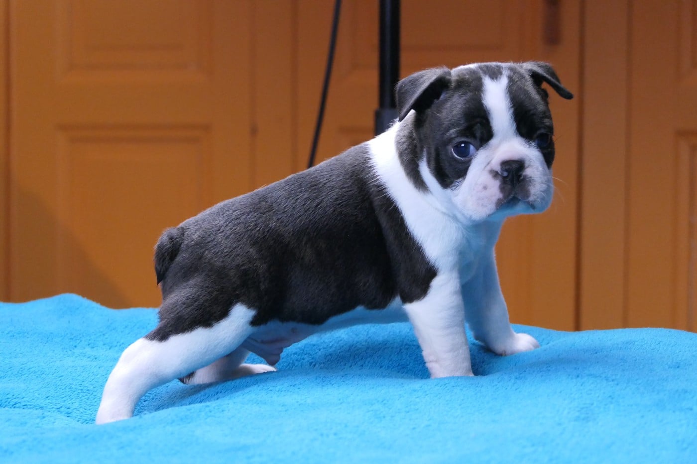 CHIOT 4