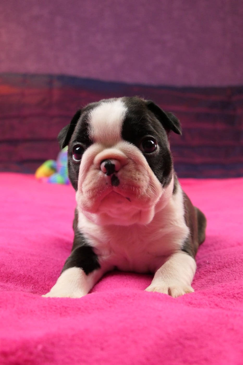 CHIOT 1