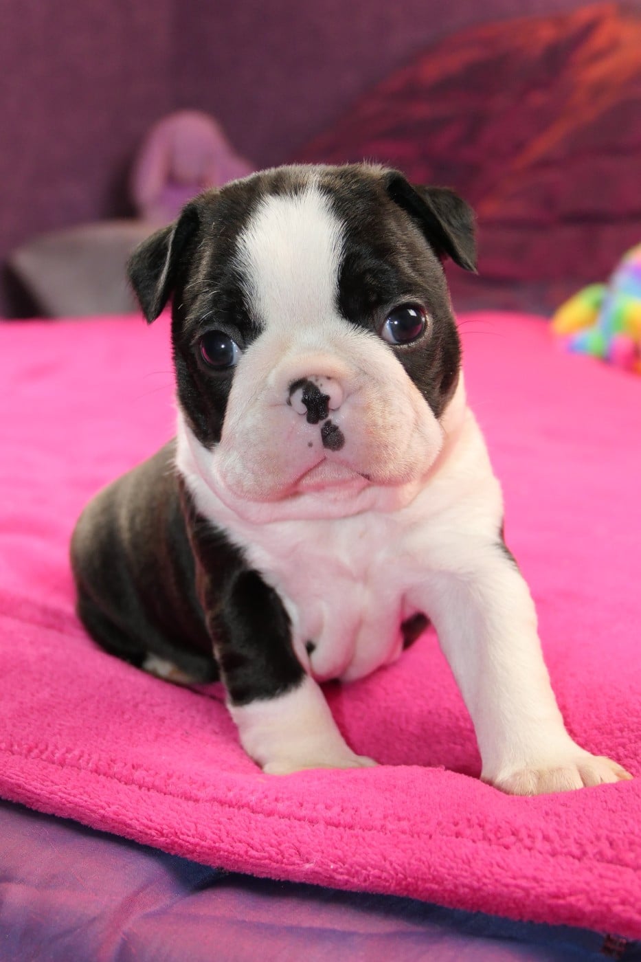 CHIOT 1