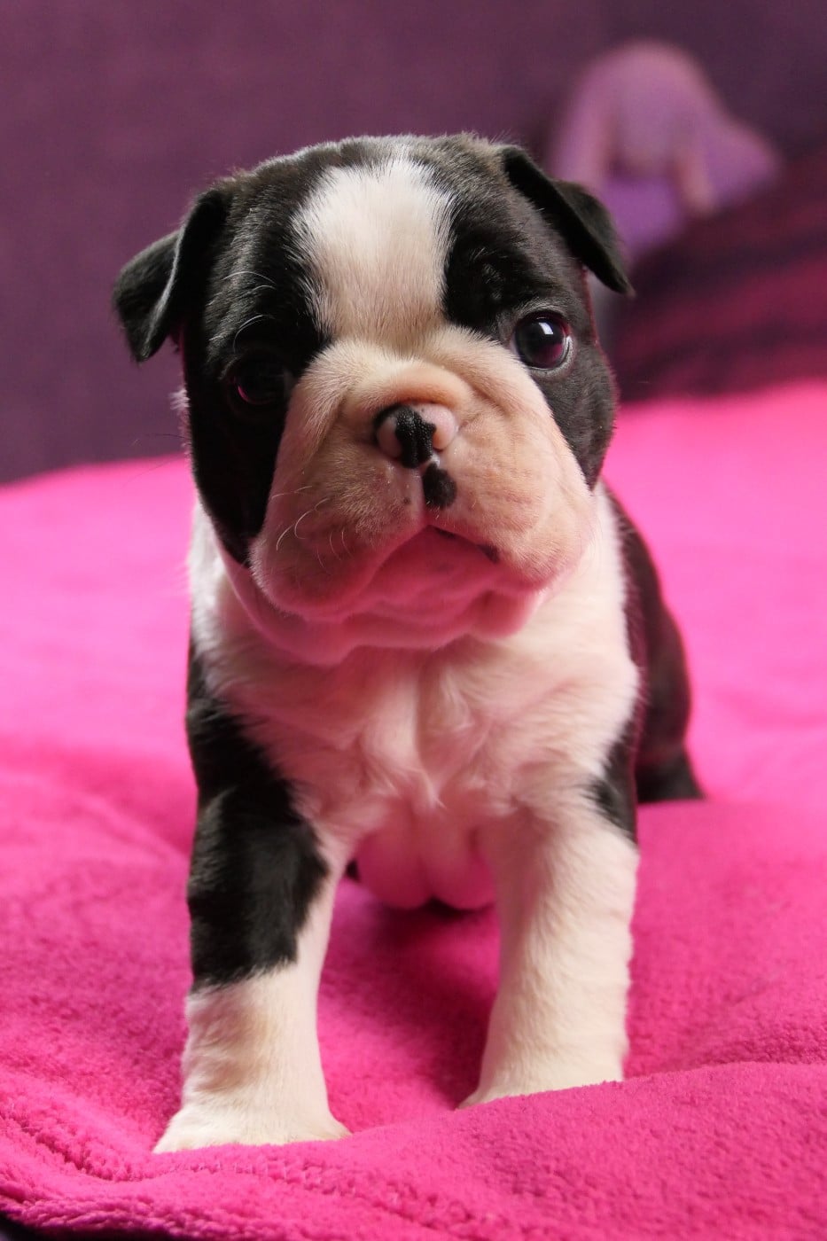 CHIOT 1