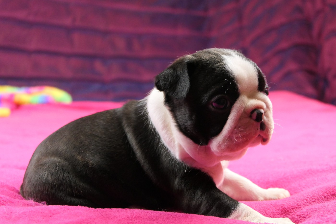 CHIOT 1