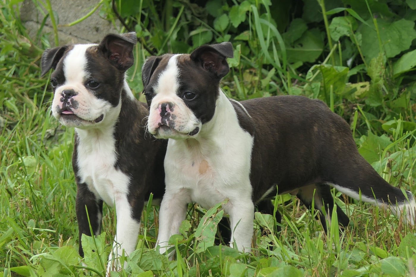 Boston Terrier - Sweeties Doggies