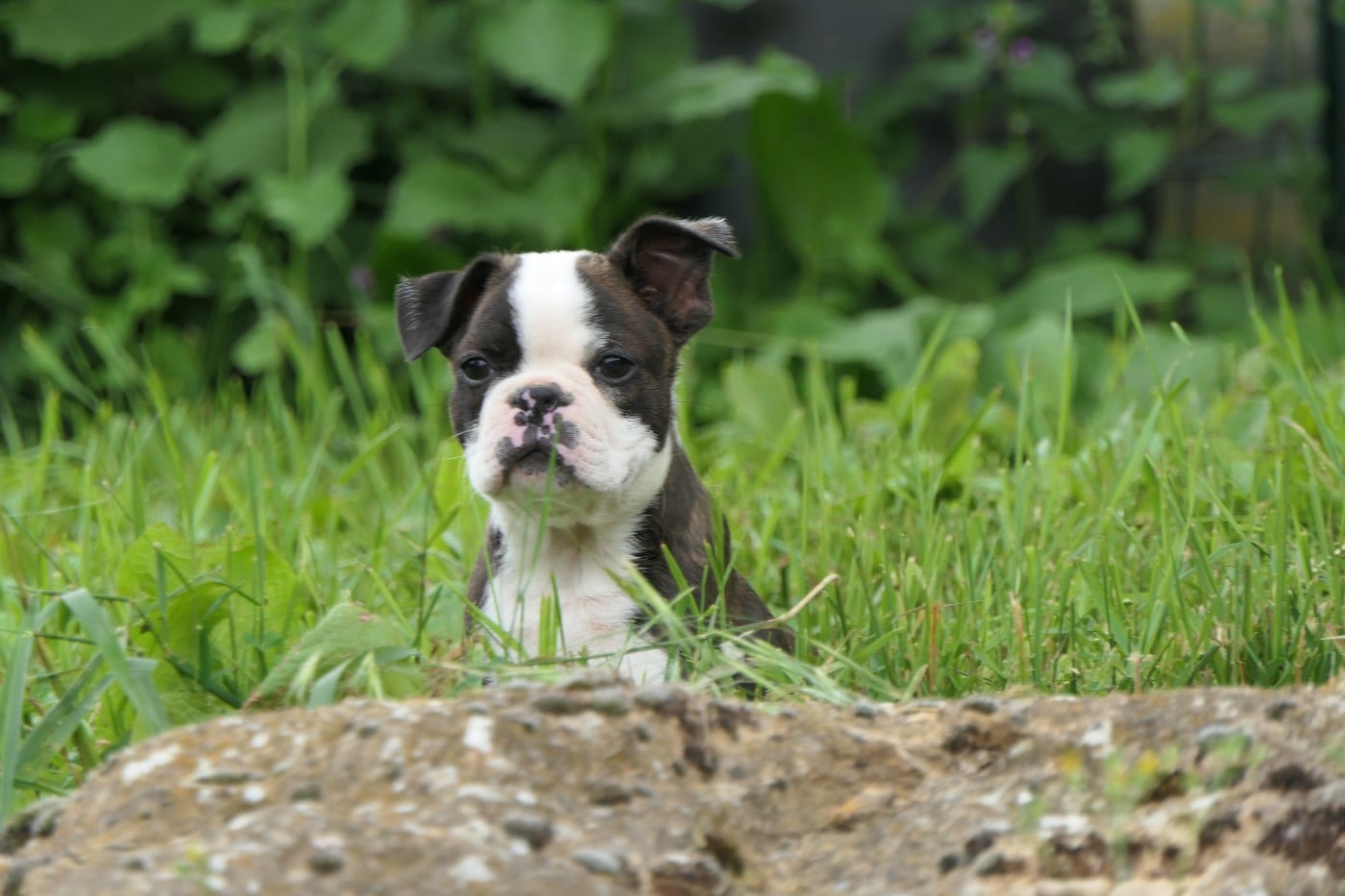 CHIOT 4 male
