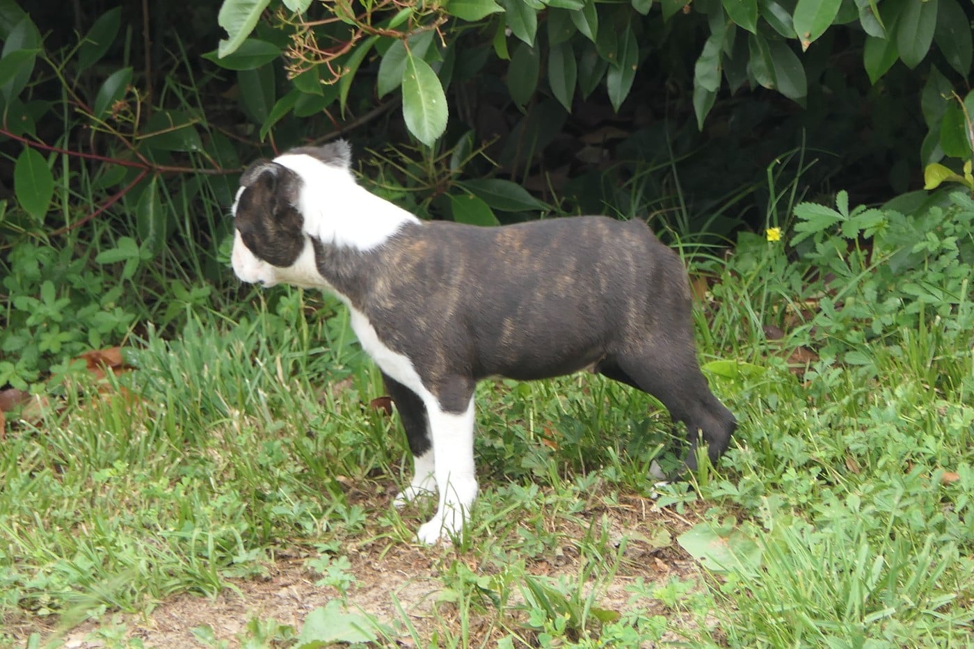 CHIOT 4 male