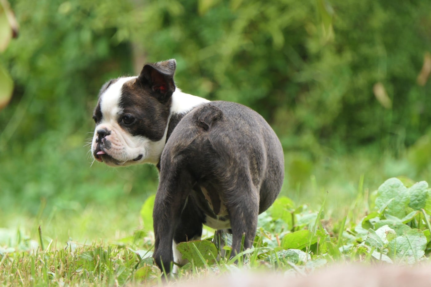 CHIOT 4 male