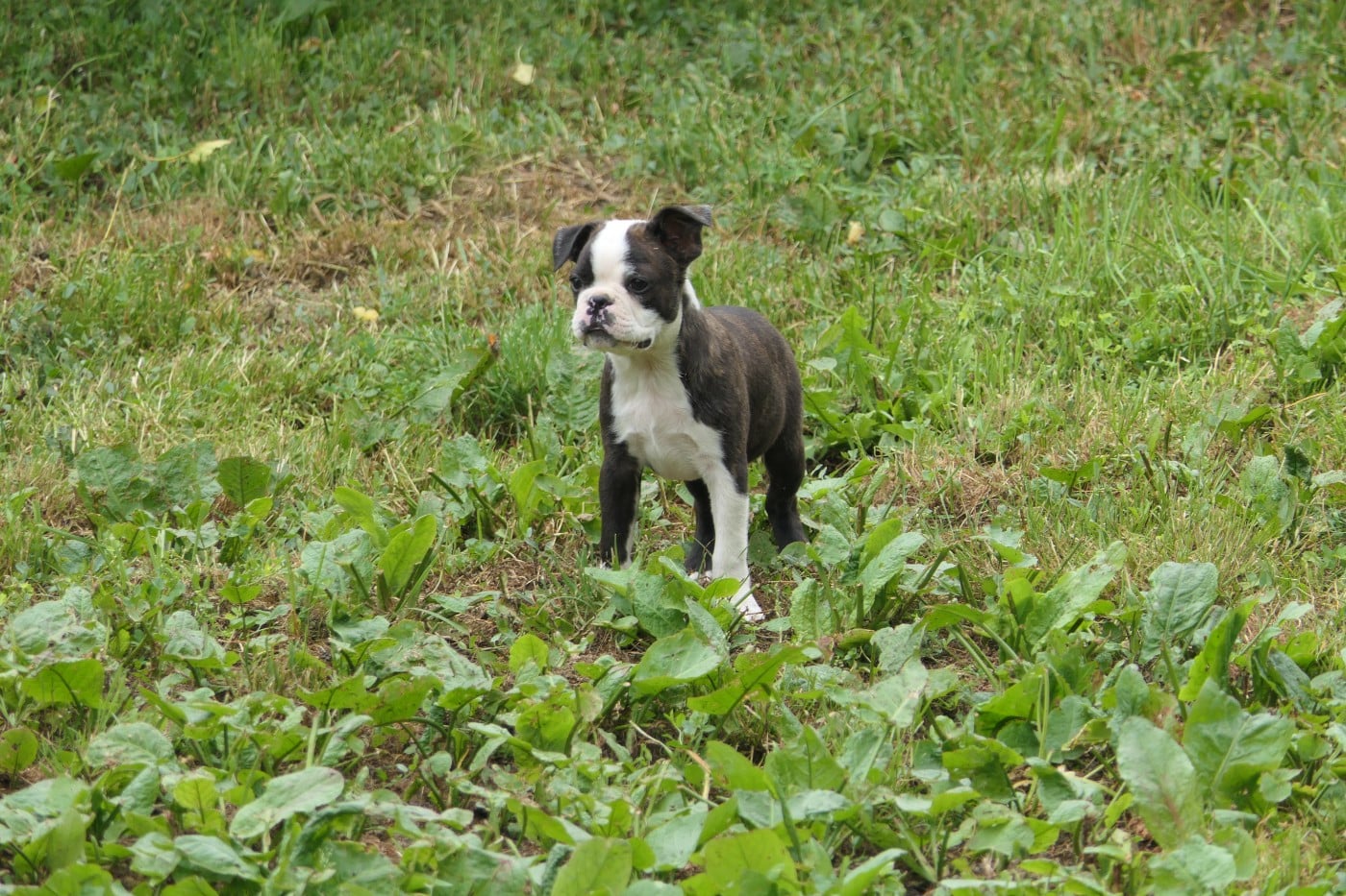 CHIOT 4 male