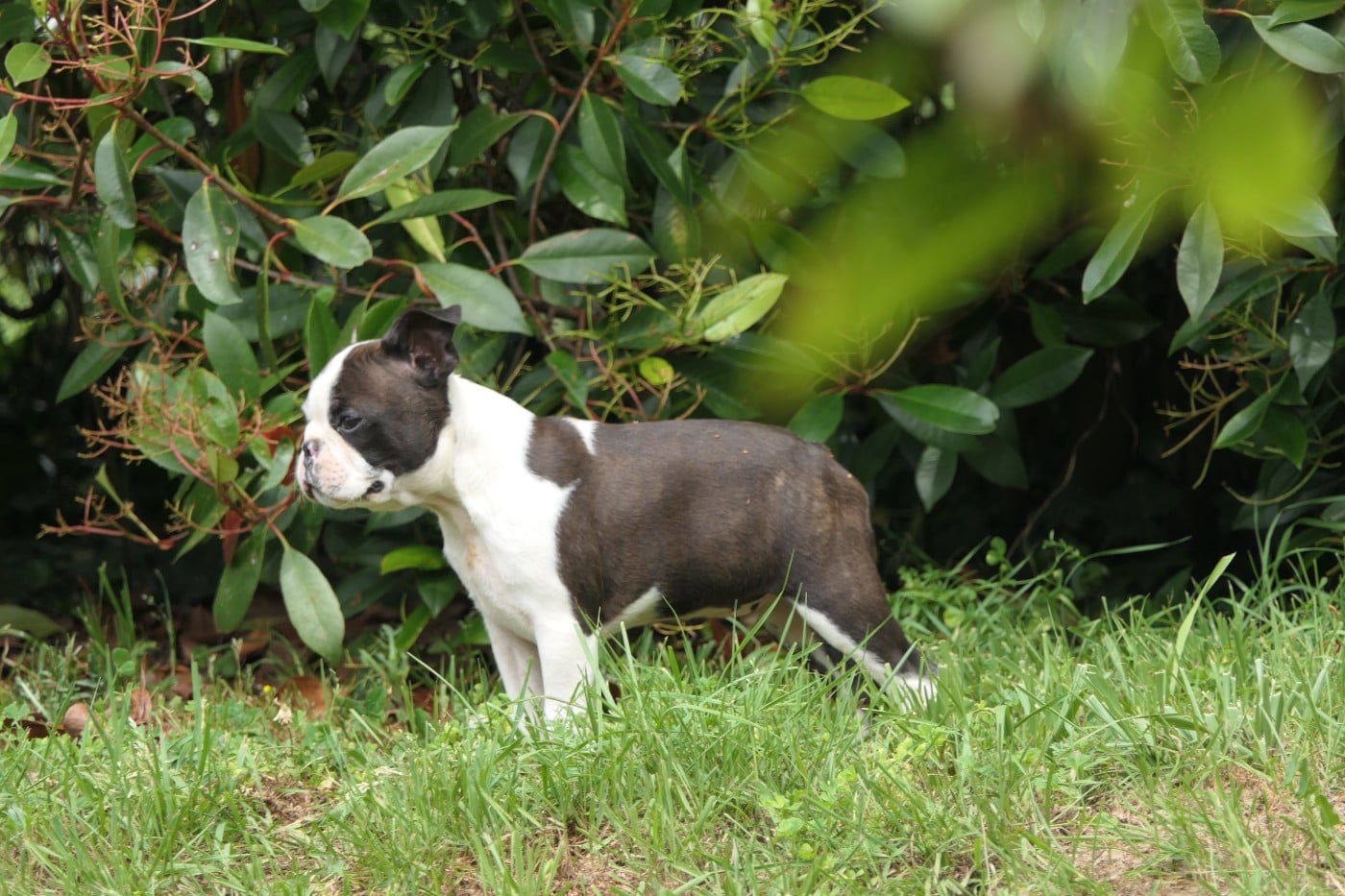 CHIOT 5 male