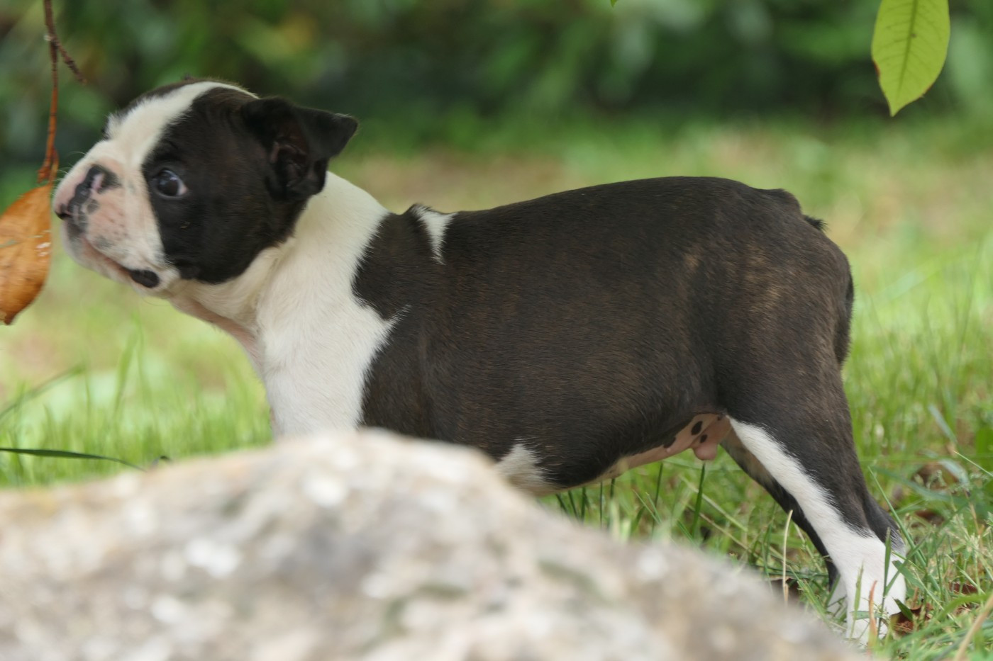 CHIOT 5 male