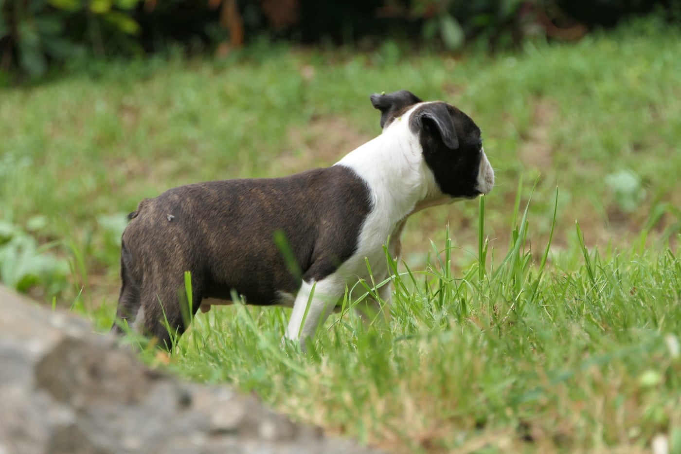 CHIOT 5 male
