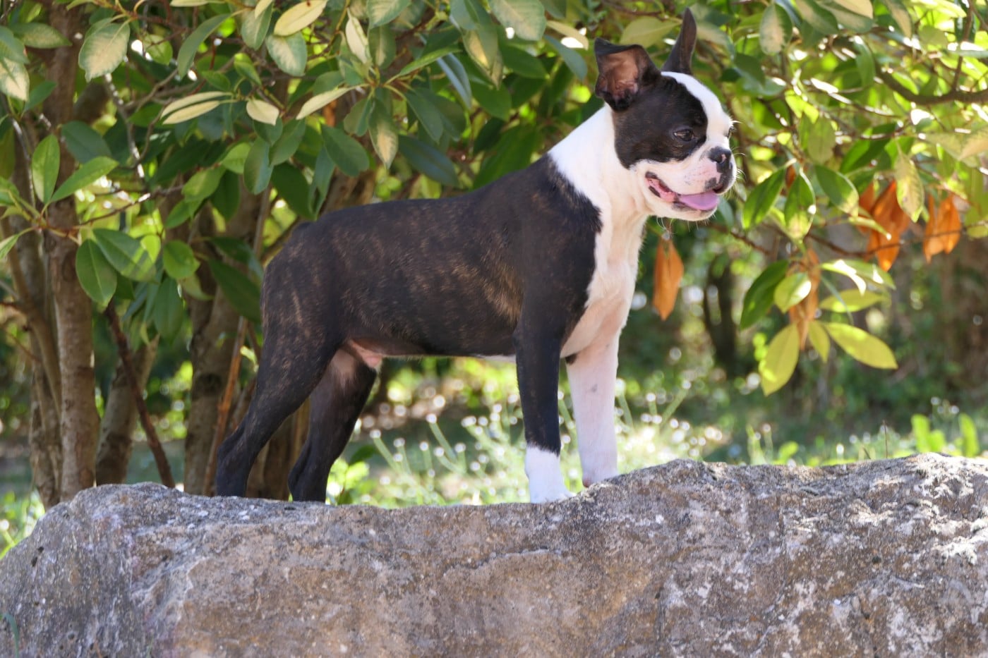 CHIOT 4 male