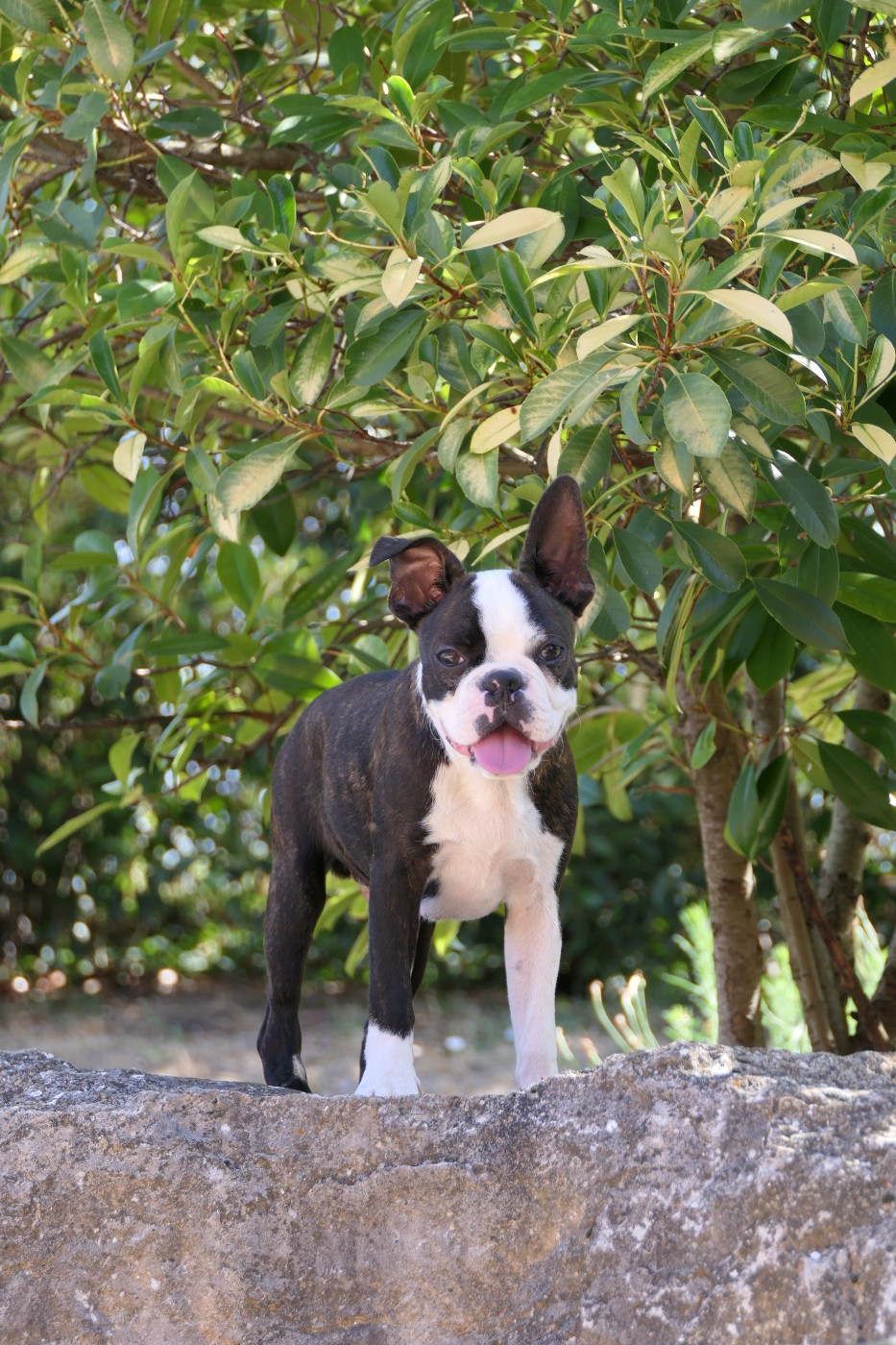 CHIOT 4 male