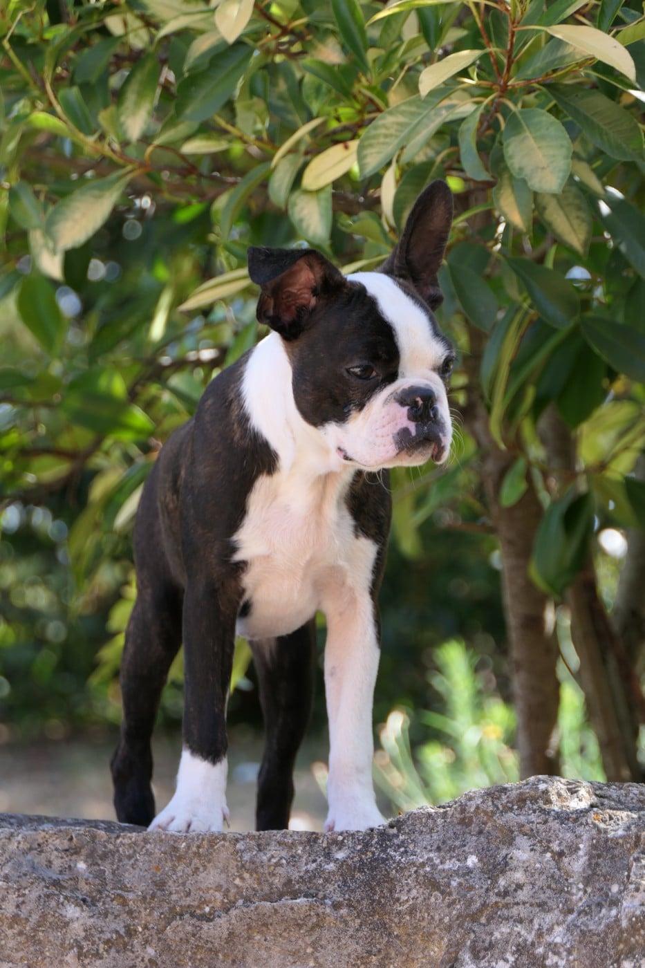 CHIOT 4 male