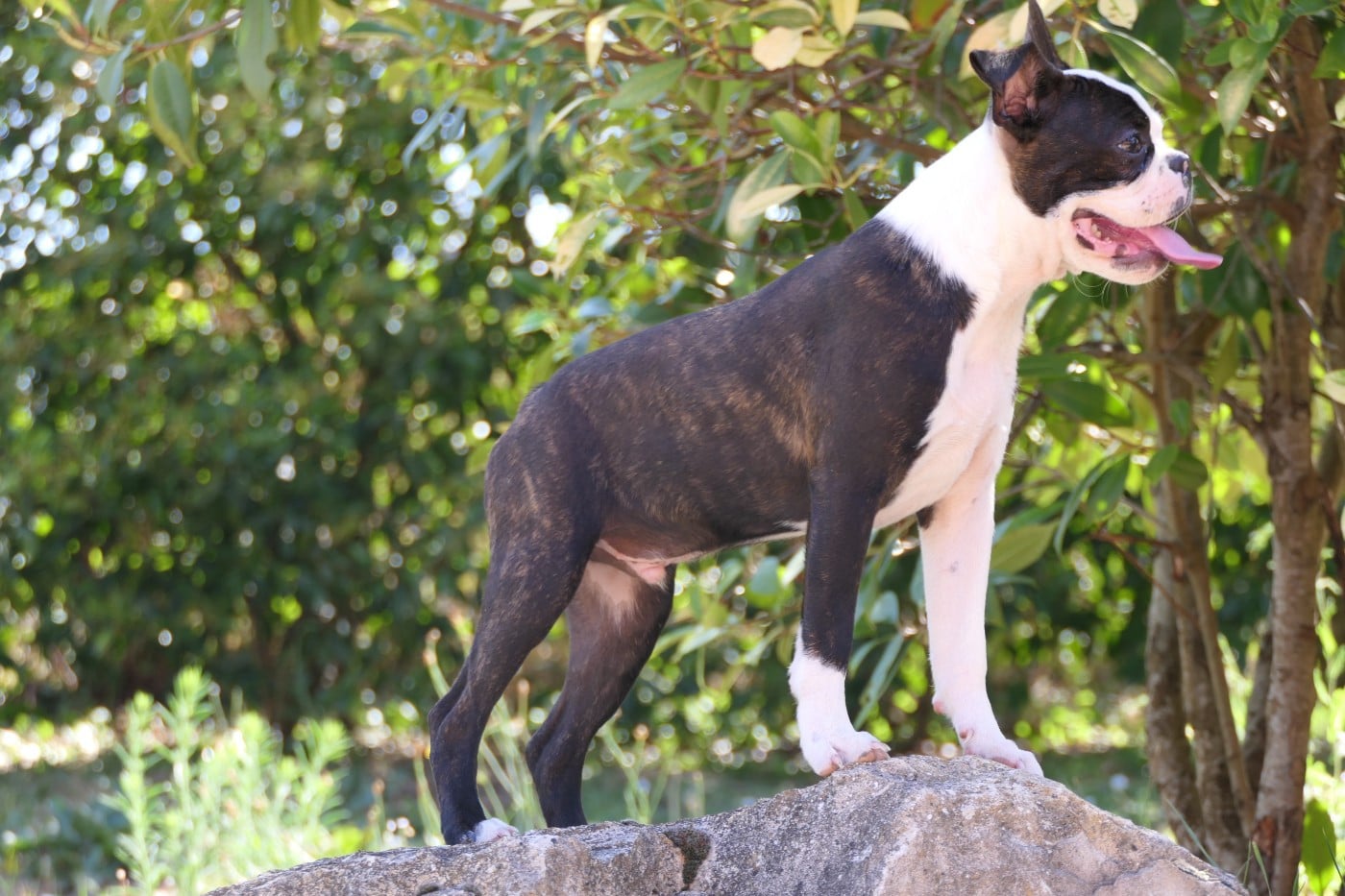 CHIOT 4 male