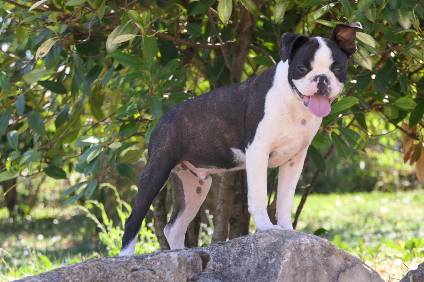 CHIOT 5 male