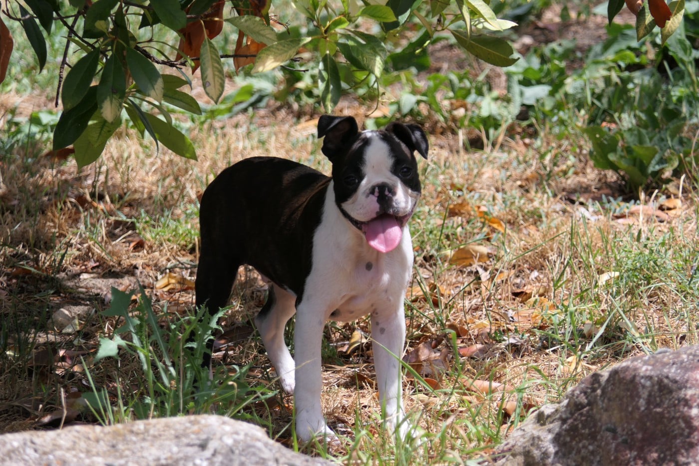 CHIOT 5 male