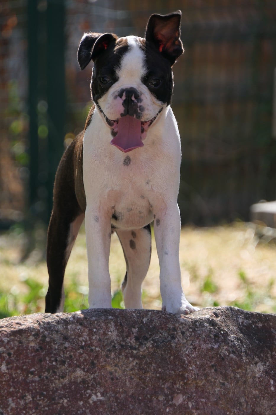CHIOT 5 male
