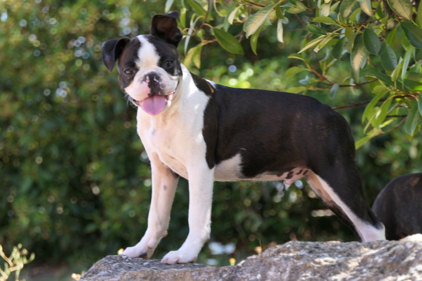 CHIOT 5 male