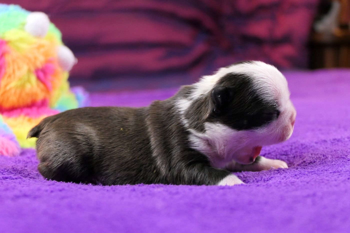 CHIOT 2