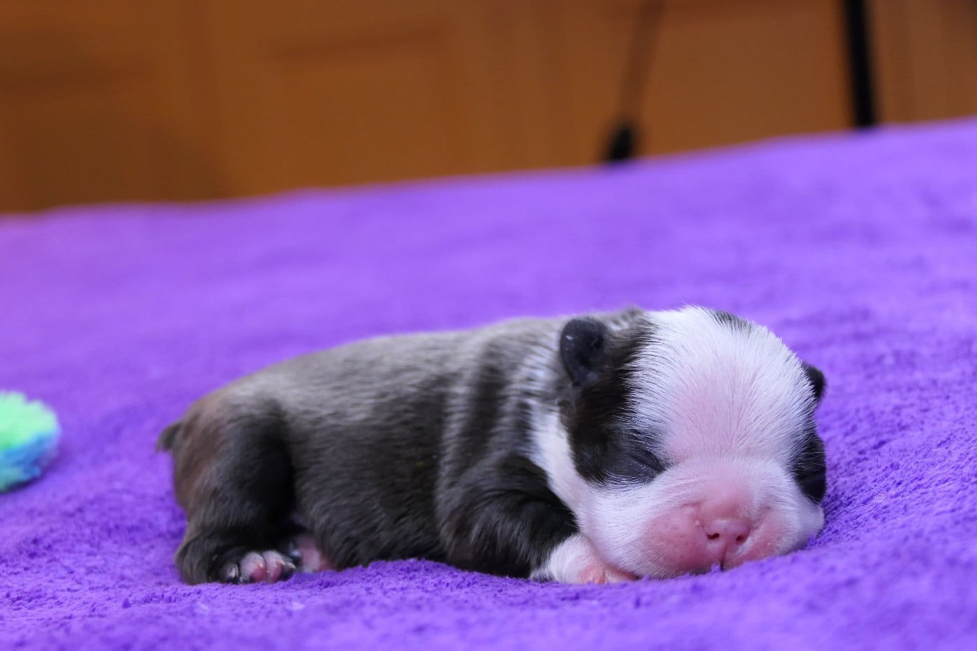 CHIOT 2